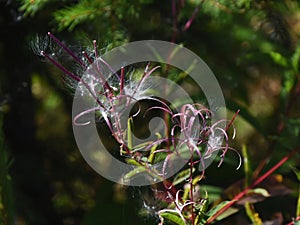 Fireweed or Rosebay willowherb Chamaenerion angustifolium