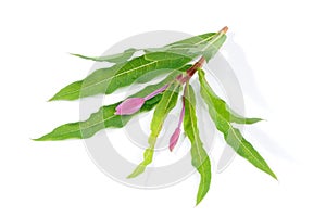 Fireweed Rosebay Willowherb Isolated on White Background