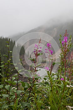 Fireweed scenic photo