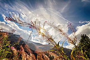 Fireweed on the sky backgrounds