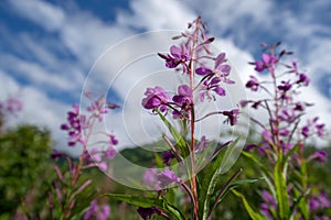 Fireweed wildflower in Alaska against a partly cloudy sunny sky