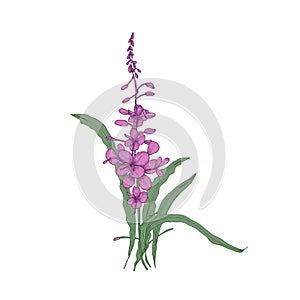 Fireweed or willowherb hand drawn on white background. Natural drawing of gorgeous flowering herbaceous plant used as