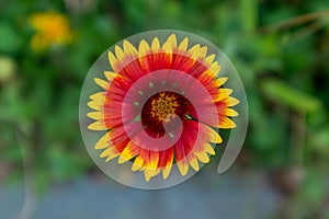 A firewheel flower close up