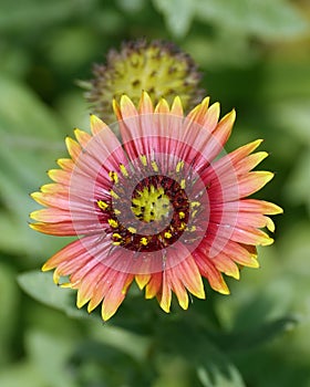 Firewheel Flower in a Florida Botanical Garden