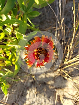 Firewheel Flower found in the Outer Banks