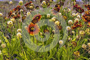 Firewheel Flowers Blooming Along Outer Banks Highway