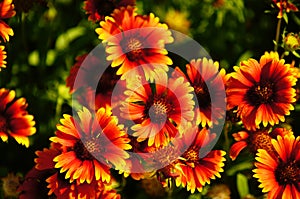 Firewheel Flowers of Coastal North Carolina