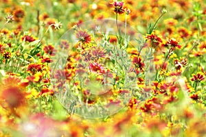 Firewheel flowers field