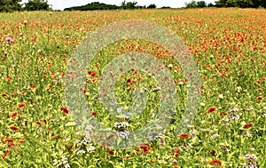 Firewheel flowers field