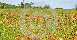 Firewheel flowers field