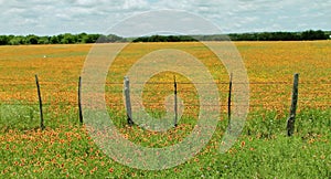 Firewheel flowers field