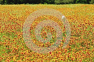 Firewheel flowers field