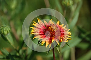 Firewheel (Gaillardia pulchella)