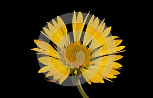 Firewheel (Gaillardia pulchella). Flowering Capitulum Closeup