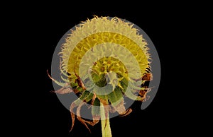 Firewheel (Gaillardia pulchella). Post-Anthesis Capitulum Closeup