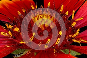 Firewheel (Gaillardia pulchella). Receptacle and Disc Florets Closeup