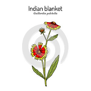 Firewheel, or indian blanket, or sundance gaillardia pulchella , the official state wildflower of Oklahoma
