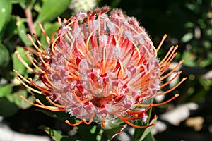 Firewheel Pincushion