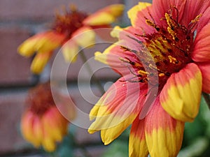 Firewheel Red and Yellow Flowers