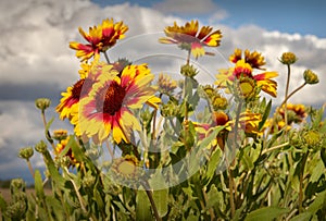 Firewheel, Sundance, or Indian Blanket Flower photo