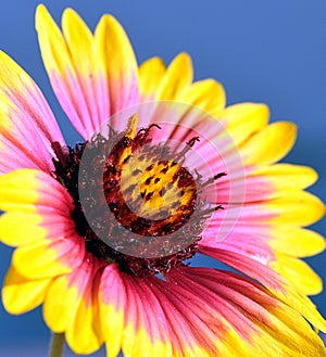 Firewheel Wildflower