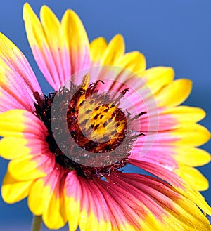 Firewheel Wildflower