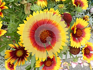 Firewhell blanketflower yellow red orange flower