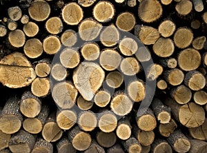 Firewood