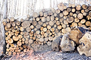 Firewood is any wooden material