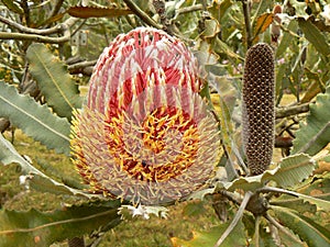 Firewood banksia