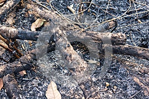 Firewood in bonfire, burnt tree background