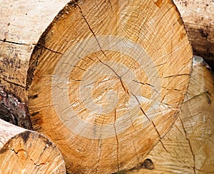 Firewood close-up
