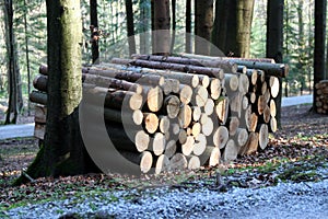 Firewood in the forest photo
