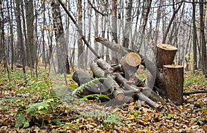 Firewood in forest