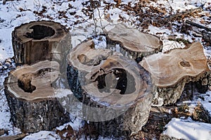 Firewood in the forest. Logs of chocks.