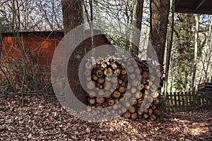 Firewood in the forest near the barn.