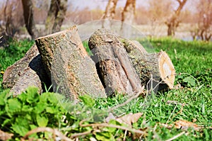 Firewood on green grass, outdoor recreation, spring, summer