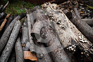 Firewood in a humid environment