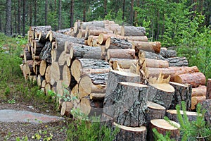 Firewood Logs in Summer Forest