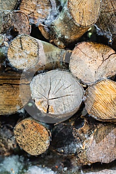 Firewood logs texture of an olive trees