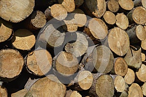 Firewood