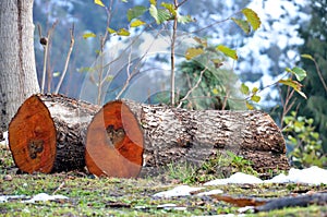 Firewood on a mountain slope