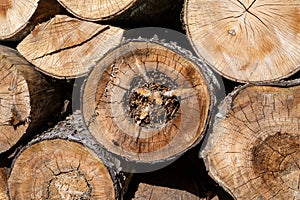 Firewood on a pile in a detailed view.