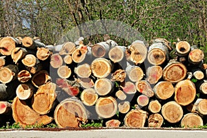 Firewood pile outdoor