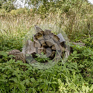 Firewood that is rotting away in the long grass