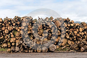 Firewood, sawn trees. Woodpile - stack of wood