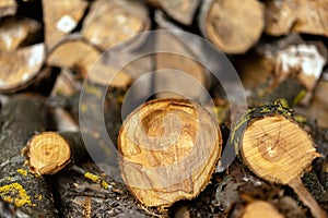 Firewood in a stack.