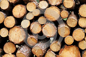 Firewood stack in day light