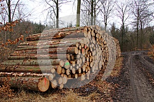 Firewood Stack of freshly felled trees