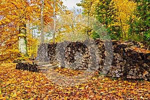 Firewood Stack under Trees photo